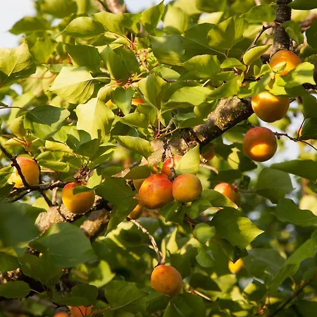 Weinquadrat - Boutique Hotel Weißenkirchen in der Wachau