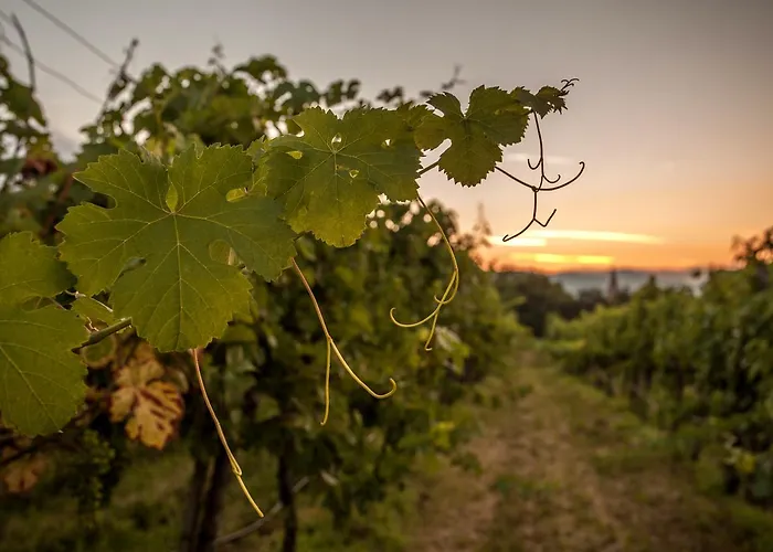 Hotel Weinquadrat - Boutique