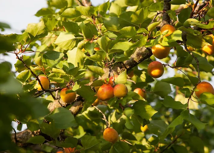 Weinquadrat - Boutique Hotel Weissenkirchen in der Wachau